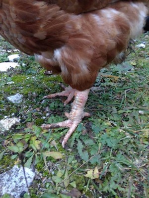 15032799_10207317907885870_7390438913287095676_n.jpg (124.45 KiB) Osservato 902 volte 15032799_10207317907885870_7390438913287095676_n.jpg