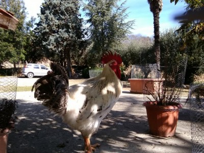 IMG_20170221_112302.jpg (173.15 KiB) Osservato 1564 volte IMG_20170221_112302.jpg