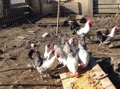 image.jpg (187.99 KiB) Osservato 637 volte image.jpg