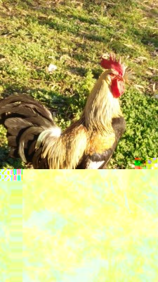 1488990292380-528941562.jpg (155.66 KiB) Osservato 1143 volte 1488990292380-528941562.jpg