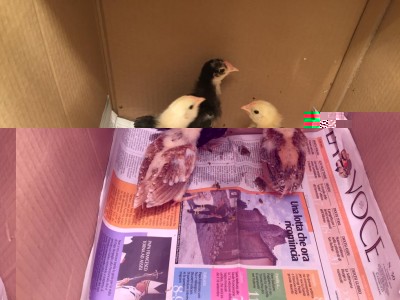 IMG_3031.JPG (90.67 KiB) Osservato 950 volte IMG_3031.JPG