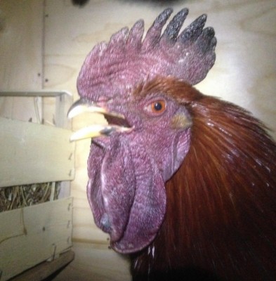 FullSizeRender.jpg (113.15 KiB) Osservato 606 volte FullSizeRender.jpg