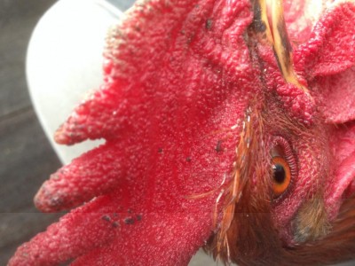 IMG_0628.JPG (99.48 KiB) Osservato 604 volte IMG_0628.JPG