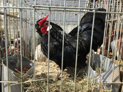 IMG_6511.JPG (169.02 KiB) Osservato 699 volte IMG_6511.JPG