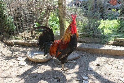 galline 19-03-17 084_800x533.JPG (142.73 KiB) Osservato 654 volte galline 19-03-17 084_800x533.JPG