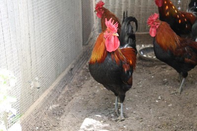 galline 19-03-17 069_800x533.JPG (88.76 KiB) Osservato 654 volte galline 19-03-17 069_800x533.JPG