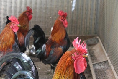 galline 19-03-17 066_800x533.JPG (69.64 KiB) Osservato 654 volte galline 19-03-17 066_800x533.JPG