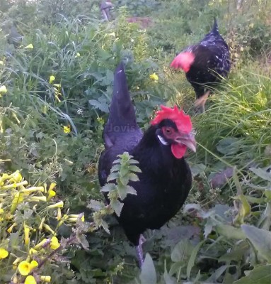 gallina-valdarno-2.jpg (154.03 KiB) Osservato 645 volte gallina-valdarno-2.jpg