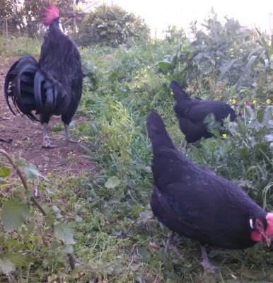 gruppo-valdarno.jpg (144.07 KiB) Osservato 645 volte gruppo-valdarno.jpg