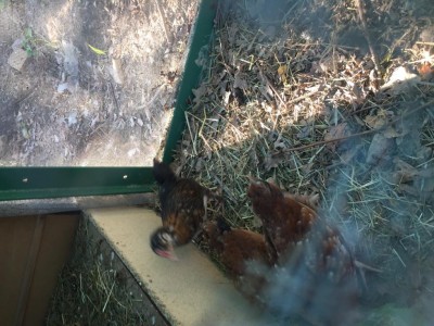 IMG_3290.JPG (146.69 KiB) Osservato 597 volte IMG_3290.JPG