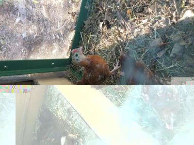 IMG_3292.JPG (136.6 KiB) Osservato 597 volte IMG_3292.JPG