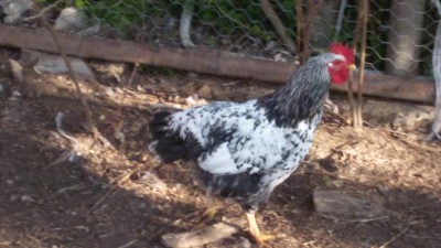 20170408_082728.jpg (72.21 KiB) Osservato 669 volte 20170408_082728.jpg