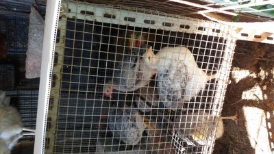 20170430_110234.jpg (125.56 KiB) Osservato 692 volte 20170430_110234.jpg