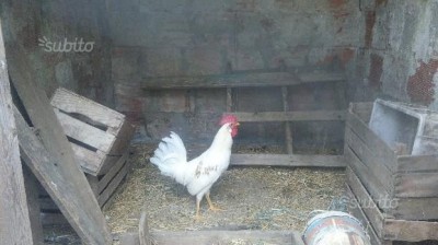 97609992793217.jpg (38.16 KiB) Osservato 1081 volte 97609992793217.jpg