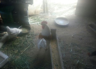 IMG-20170512-WA0006.jpg (68.5 KiB) Osservato 1055 volte IMG-20170512-WA0006.jpg