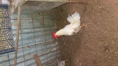 20170516_172736.jpg (96 KiB) Osservato 703 volte 20170516_172736.jpg