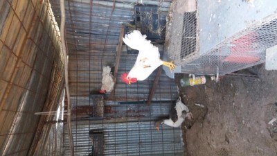 20170527_120610.jpg (90.03 KiB) Osservato 703 volte 20170527_120610.jpg