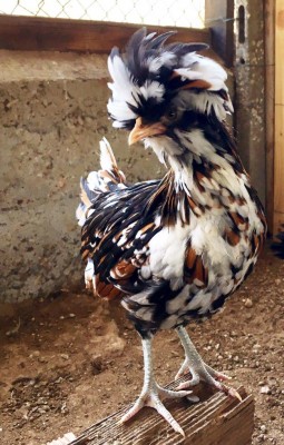 File_000 (5).jpg (128.51 KiB) Osservato 743 volte File_000 (5).jpg