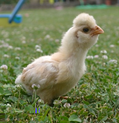 Pulcino_Padovana.jpg (142.13 KiB) Osservato 846 volte Pulcino_Padovana.jpg