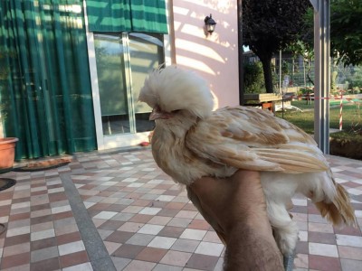 pulcino50giorni_6.jpg (102.5 KiB) Osservato 644 volte pulcino50giorni_6.jpg