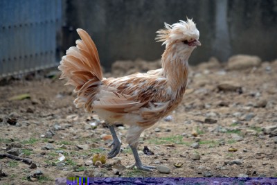 Galletto_padovana1.jpg (180.12 KiB) Osservato 893 volte Galletto_padovana1.jpg