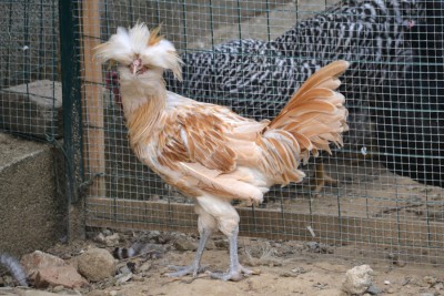 Galletto_padovana2.jpg (246.08 KiB) Osservato 893 volte Galletto_padovana2.jpg