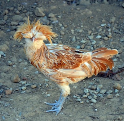 Gallo_libero.jpg (147.09 KiB) Osservato 777 volte Gallo_libero.jpg