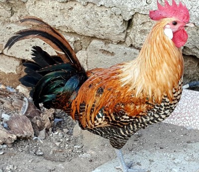 20170930_180435.jpg (212.12 KiB) Osservato 1281 volte 20170930_180435.jpg