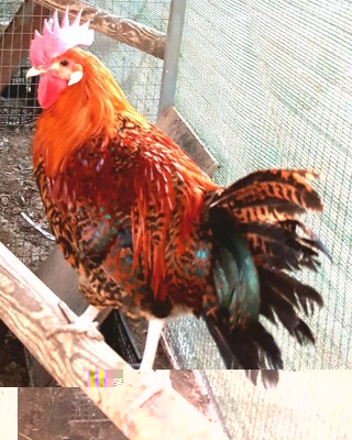 20171002_153144.jpg (168.31 KiB) Osservato 1281 volte 20171002_153144.jpg