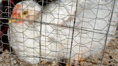 20171018_150749.jpg (84.47 KiB) Osservato 1041 volte 20171018_150749.jpg