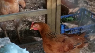 20171018_150849.jpg (54.18 KiB) Osservato 1041 volte 20171018_150849.jpg