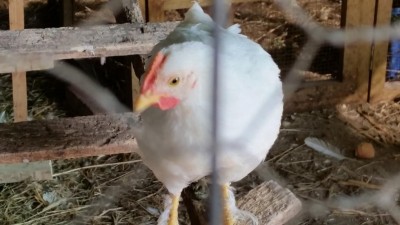 20171018_150732.jpg (67.23 KiB) Osservato 1041 volte 20171018_150732.jpg