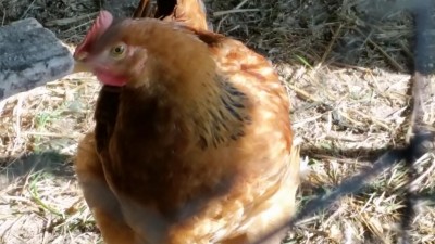 20171018_150902.jpg (83.31 KiB) Osservato 998 volte 20171018_150902.jpg