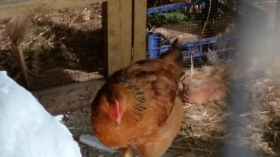 20171018_150852.jpg (53.07 KiB) Osservato 998 volte 20171018_150852.jpg