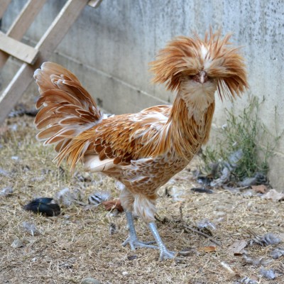 Licio.jpg (334.64 KiB) Osservato 773 volte Licio.jpg