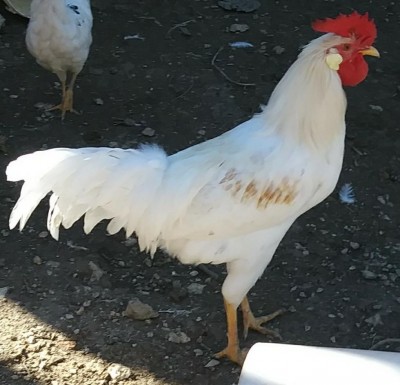 3.jpg (98.39 KiB) Osservato 1219 volte 3.jpg