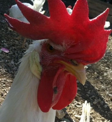 6-1.jpg (91.68 KiB) Osservato 1219 volte 6-1.jpg