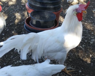 4.jpg (122.29 KiB) Osservato 1219 volte 4.jpg