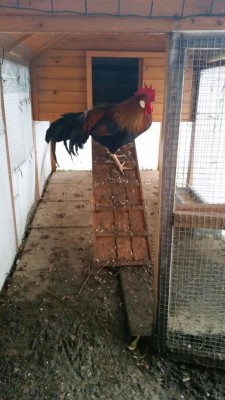 IMG-20171113-WA0051.jpg (84.65 KiB) Osservato 865 volte IMG-20171113-WA0051.jpg