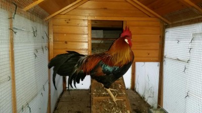 IMG-20171113-WA0052.jpg (88.6 KiB) Osservato 865 volte IMG-20171113-WA0052.jpg