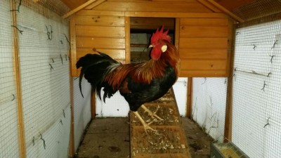 IMG-20171113-WA0053.jpg (93 KiB) Osservato 865 volte IMG-20171113-WA0053.jpg