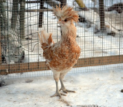 Galletto di 3 mesi, peso 965 gr. / gallo_padovana.jpg gallo_padovana.jpg