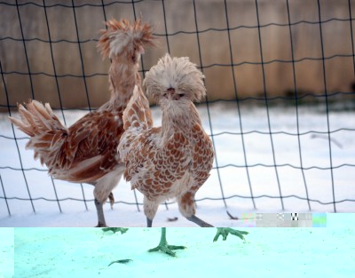 Gallina di 3 mesi, peso 925 gr / gallina_padovana.jpg gallina_padovana.jpg