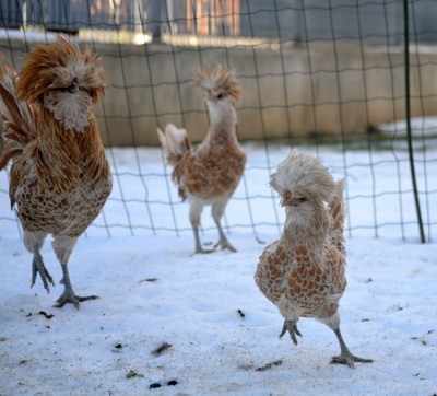 Gallo di 6 mesi, peso 2030 grammi / gioventu_padovana.jpg gioventu_padovana.jpg