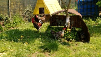 primo Nucleo Ovaiole / IMAG0021.jpg IMAG0021.jpg