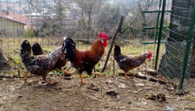 Secondo gruppo; scusate non sono un ottimo fotografo... / IMAG0185.jpg IMAG0185.jpg