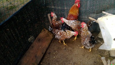 IMAG0178.jpg (104.29 KiB) Osservato 1994 volte IMAG0178.jpg