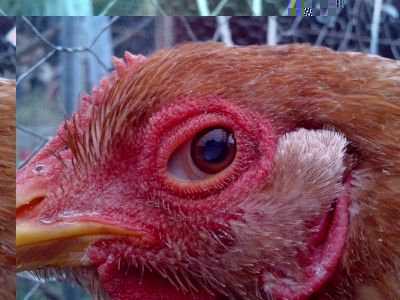 questa è la gallina in questione / 20180110_123913.jpg 20180110_123913.jpg