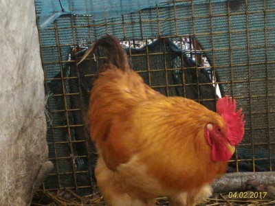 P_20170204_150506_1_p.jpg (120.59 KiB) Osservato 1219 volte P_20170204_150506_1_p.jpg