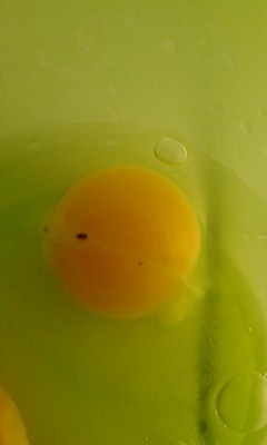 uovo.jpg (26.81 KiB) Osservato 1178 volte uovo.jpg